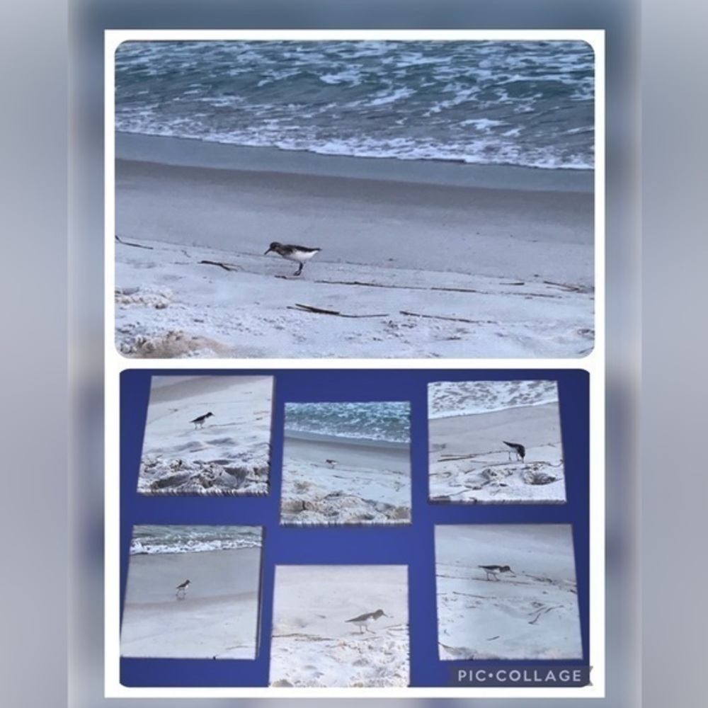 Canvas Pictures ~ Sand Pipers On The Beach ~ 6- 8” X 8” Pics